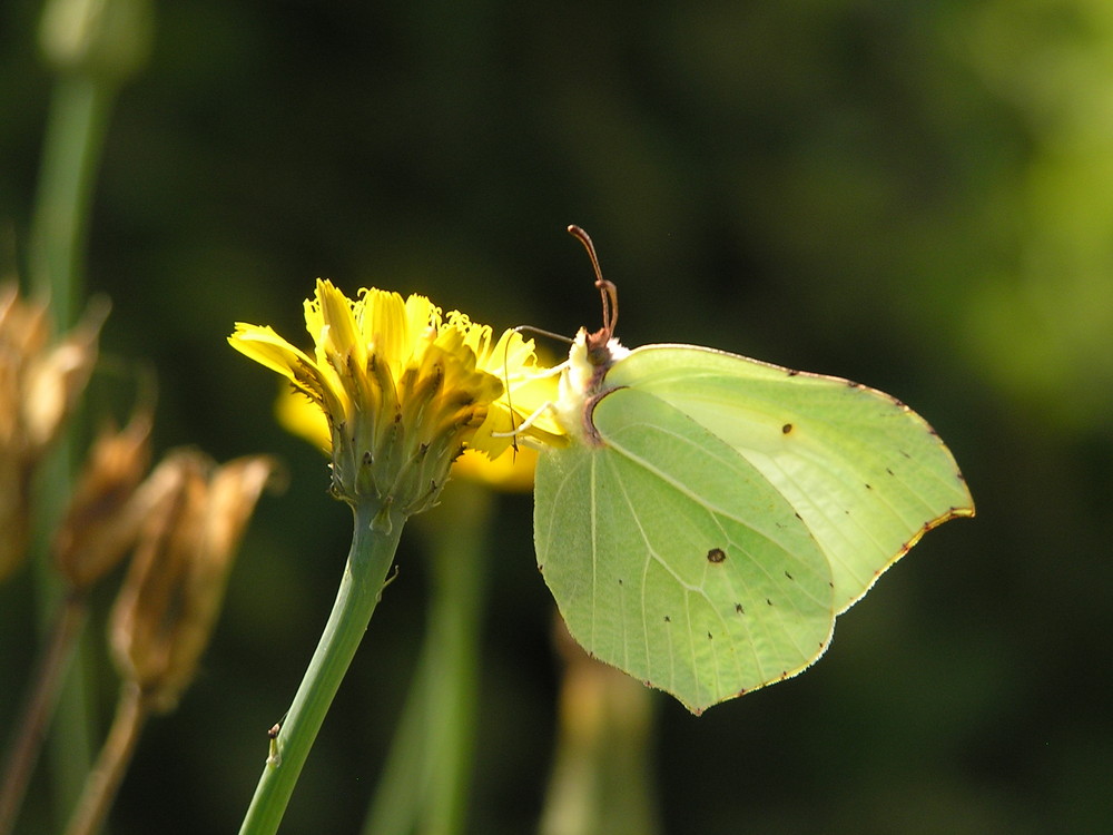 Zitronenfalter (Gonepteryx rhamni)