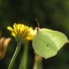 Zitronenfalter (Gonepteryx rhamni)