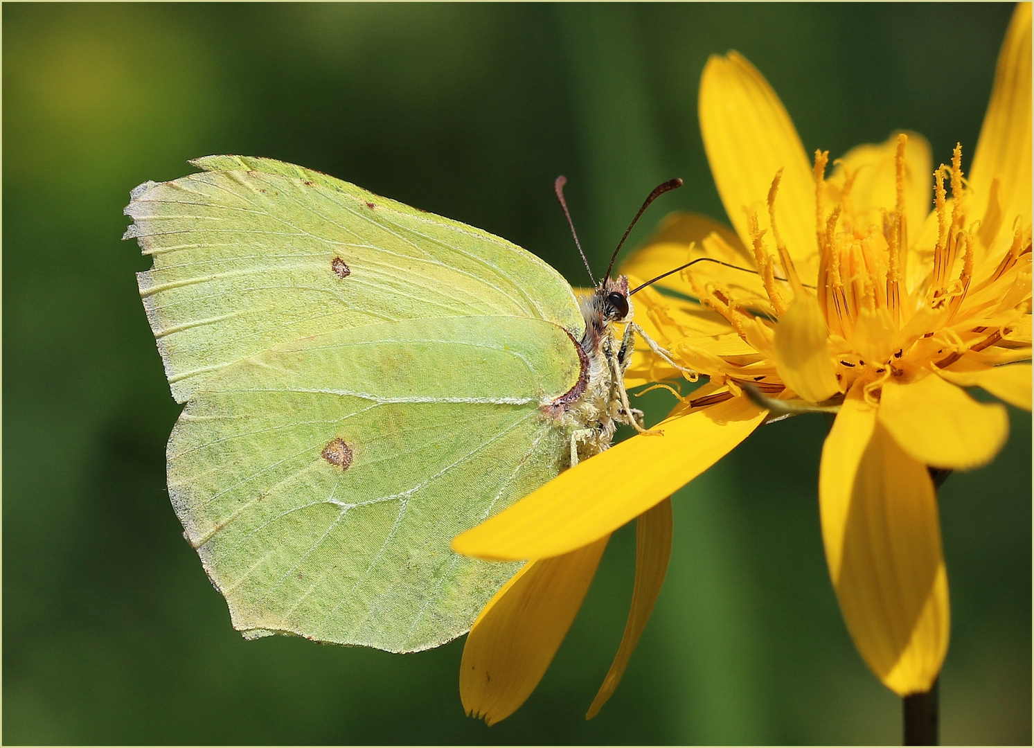 Zitronenfalter (Gonepteryx rhamni).