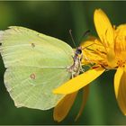 Zitronenfalter (Gonepteryx rhamni).