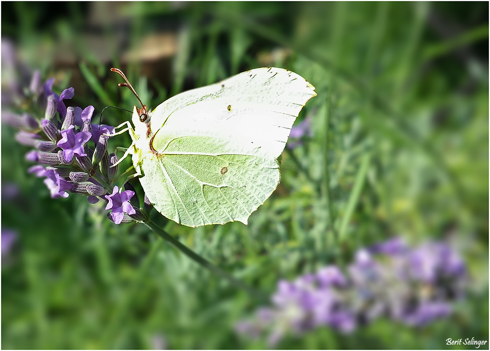 Zitronenfalter ( Gonepteryx rhamni )