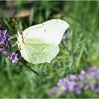 Zitronenfalter ( Gonepteryx rhamni )