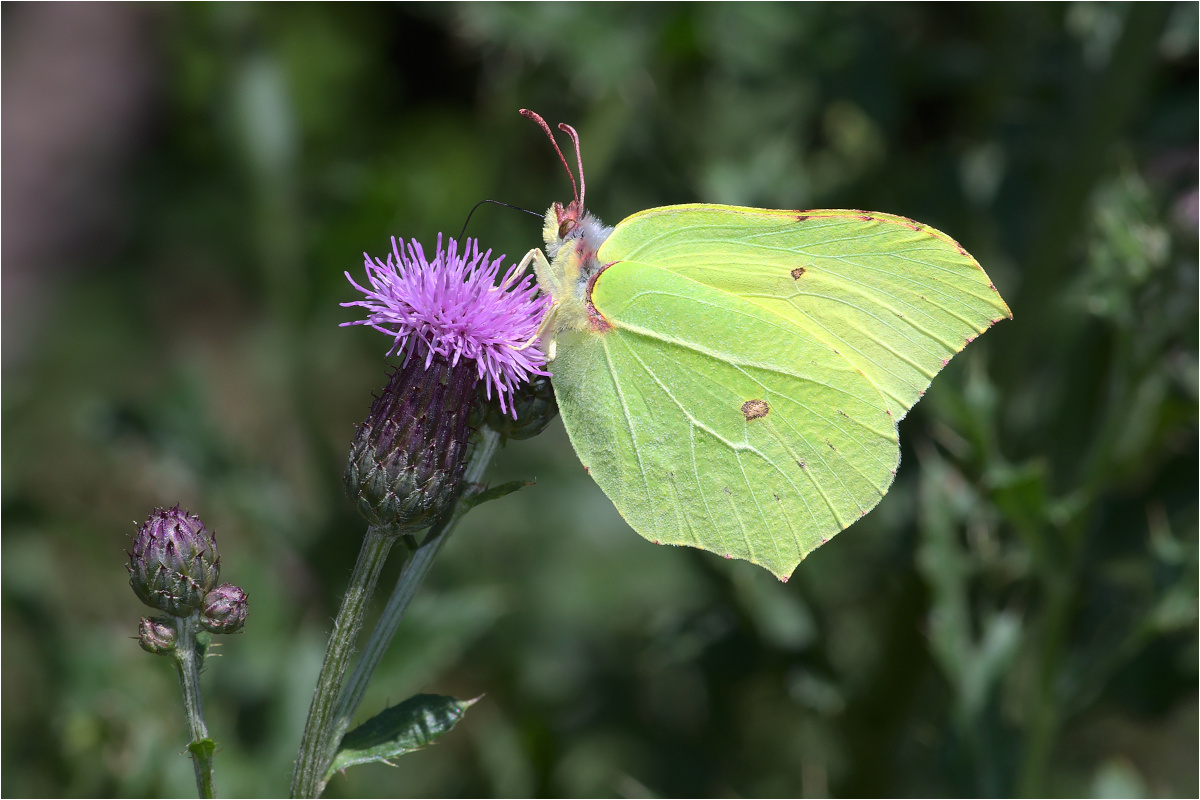 Zitronenfalter (Gonepteryx rhamni)