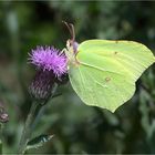 Zitronenfalter (Gonepteryx rhamni)