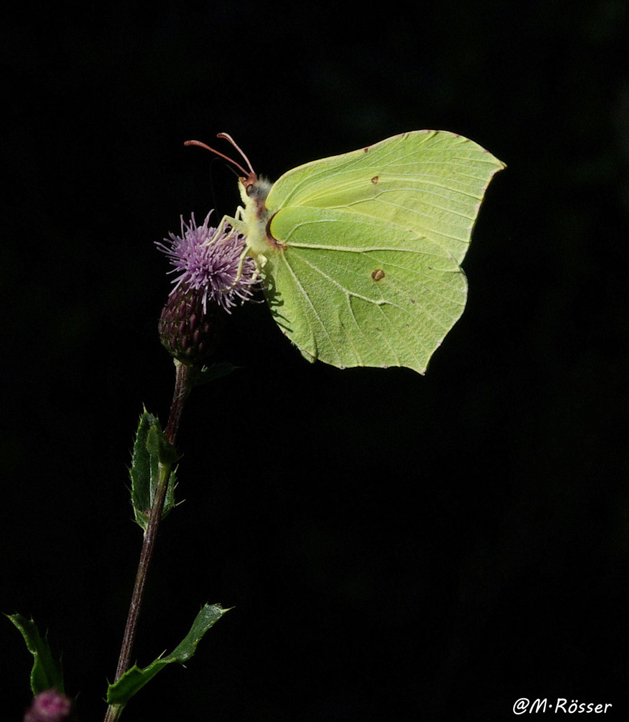 Zitronenfalter (Gonepteryx rhamni)