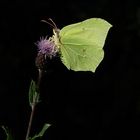 Zitronenfalter (Gonepteryx rhamni)