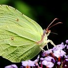 Zitronenfalter (Gonepteryx rhamni) am Sommerflieder