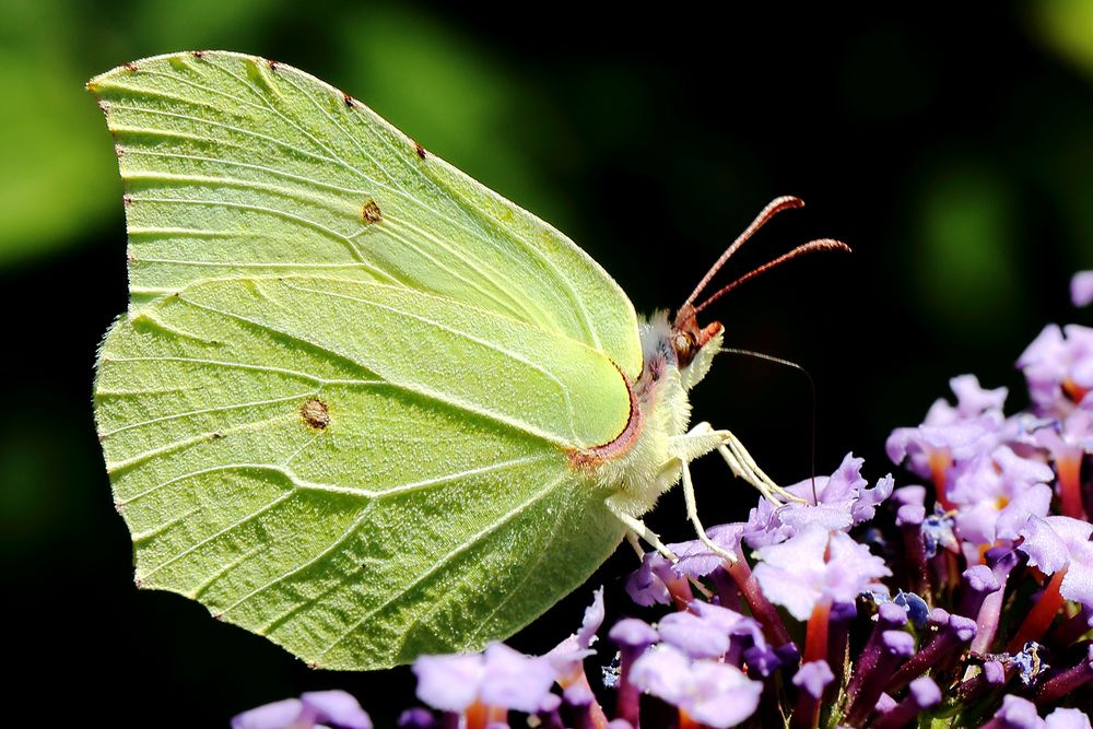 Zitronenfalter (Gonepteryx rhamni) am Sommerflieder