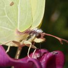 Zitronenfalter (Gonepteryx rhamni) an der "Tankstelle"