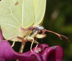 Zitronenfalter (Gonepteryx rhamni) an der "Tankstelle"