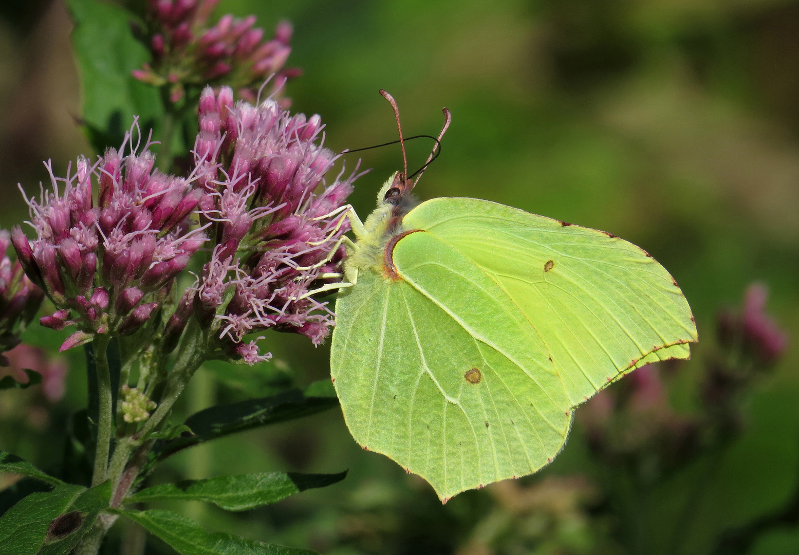 Zitronenfalter, Gonepteryx rhamni, an Wasserdost