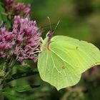 Zitronenfalter, Gonepteryx rhamni, an Wasserdost