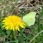 Zitronenfalter (Gonepteryx rhamni) auf einen Löwenzahn