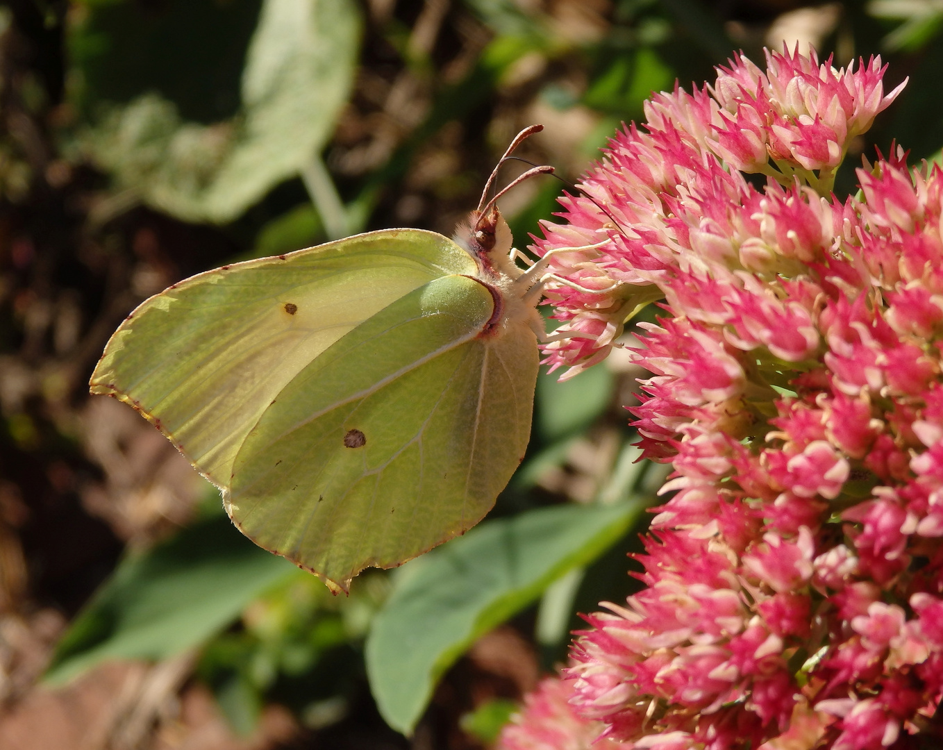 Zitronenfalter (Gonepteryx rhamni) auf Fetthenne