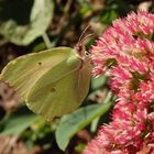 Zitronenfalter (Gonepteryx rhamni) auf Fetthenne