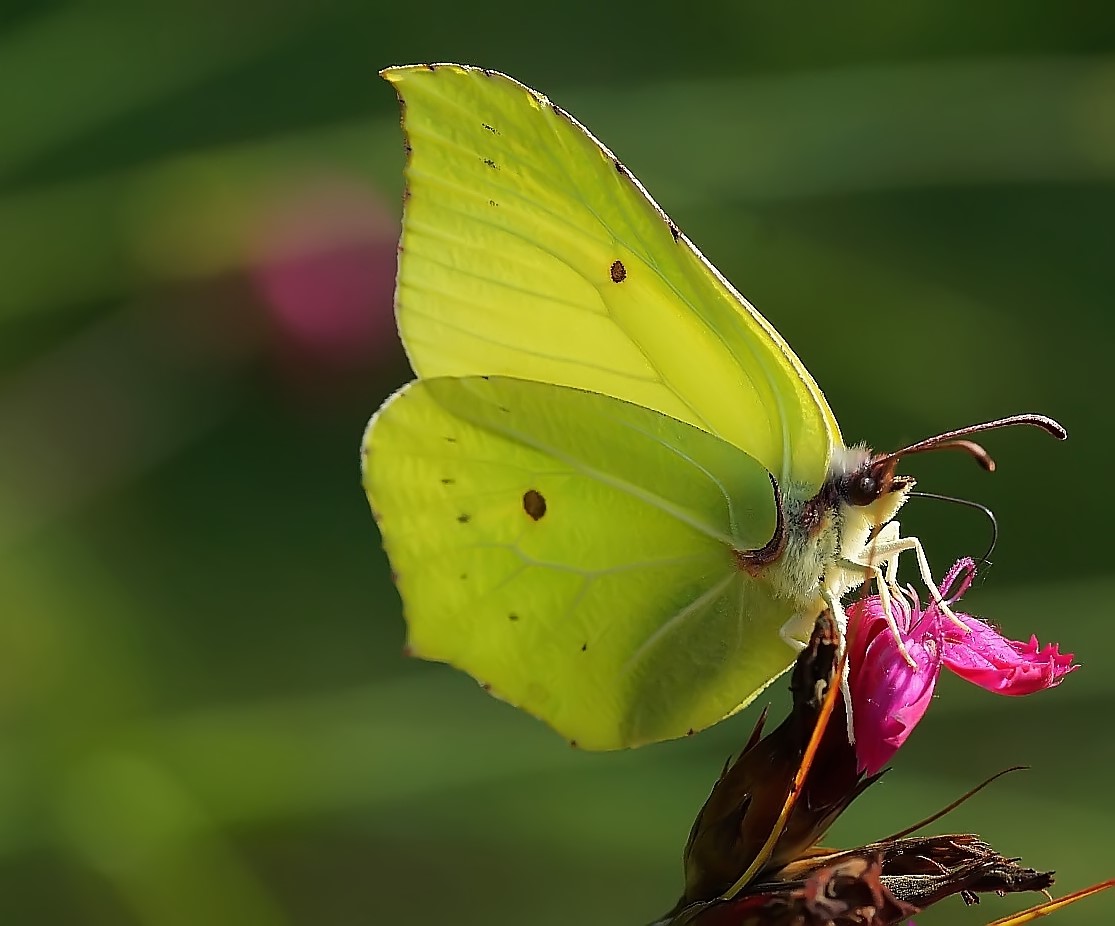 Zitronenfalter (Gonepteryx rhamni) auf Karthäusernelke (Dianthus carthusianorum)