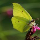 Zitronenfalter (Gonepteryx rhamni) auf Karthäusernelke (Dianthus carthusianorum)