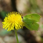 Zitronenfalter (Gonepteryx rhamni ) auf Löwenzahn