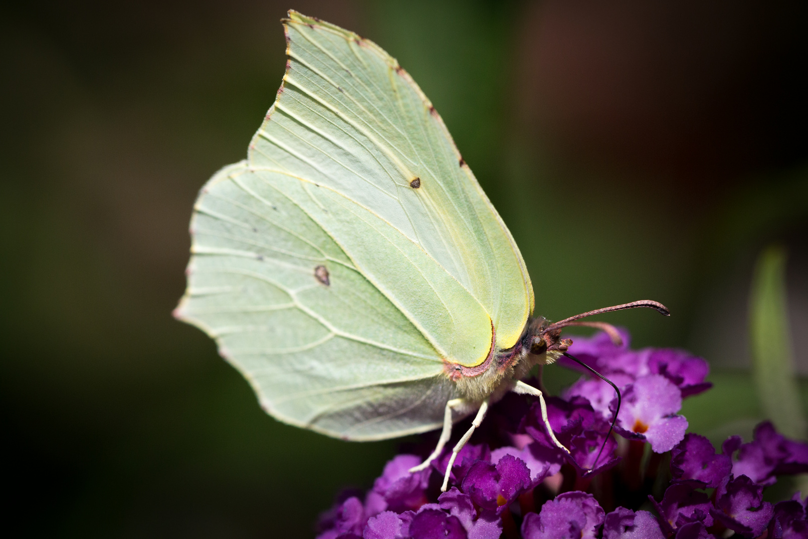  Zitronenfalter (Gonepteryx rhamni) auf Sommerflieder   export-9668