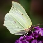  Zitronenfalter (Gonepteryx rhamni) auf Sommerflieder   export-9668