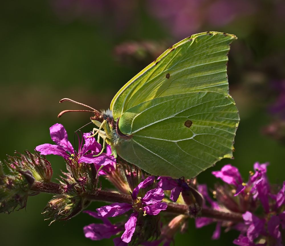 Zitronenfalter ( Gonepteryx rhamni)