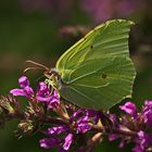 Zitronenfalter ( Gonepteryx rhamni)