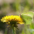 Zitronenfalter (Gonepteryx rhamni)