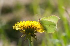 Zitronenfalter (Gonepteryx rhamni)