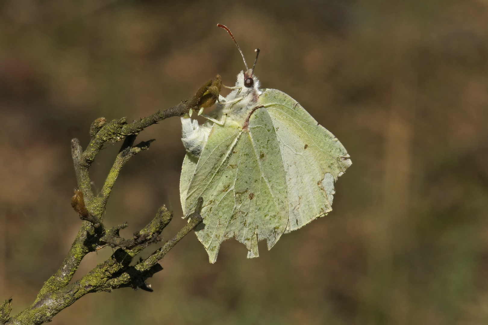 Zitronenfalter (Gonepteryx rhamni) bei der Eiablage