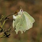 Zitronenfalter (Gonepteryx rhamni) bei der Eiablage