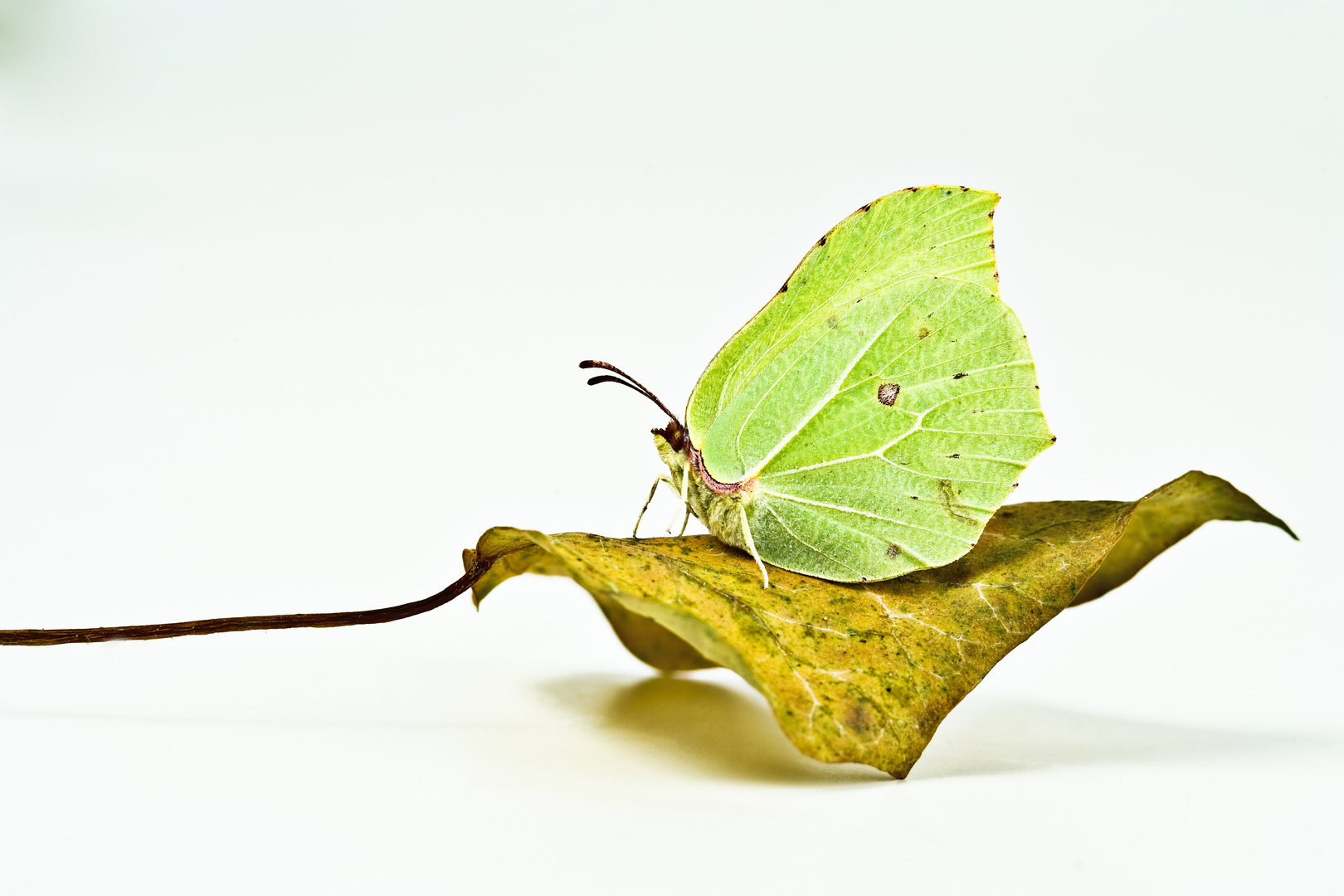 Zitronenfalter (Gonepteryx rhamni) - Brimstone (Gonepteryx rhamni)