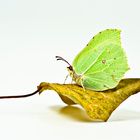 Zitronenfalter (Gonepteryx rhamni) - Brimstone (Gonepteryx rhamni)