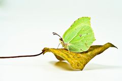 Zitronenfalter (Gonepteryx rhamni) - Brimstone (Gonepteryx rhamni)