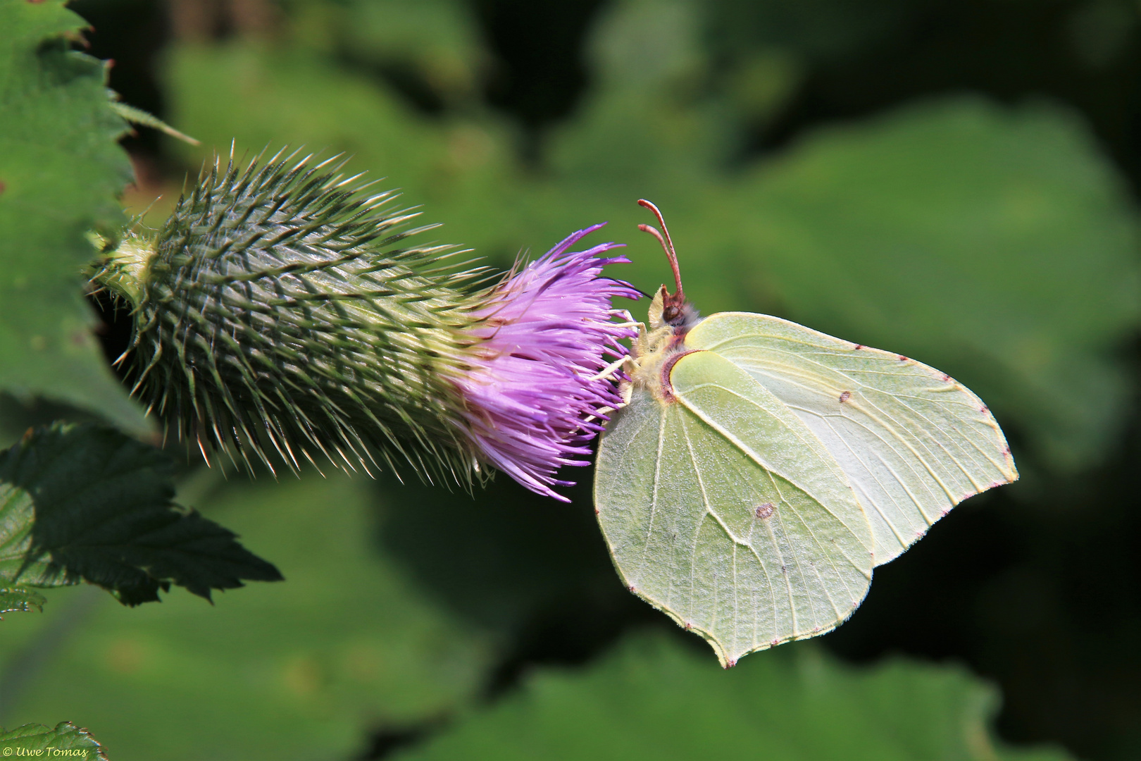 Zitronenfalter [Gonepteryx rhamni]