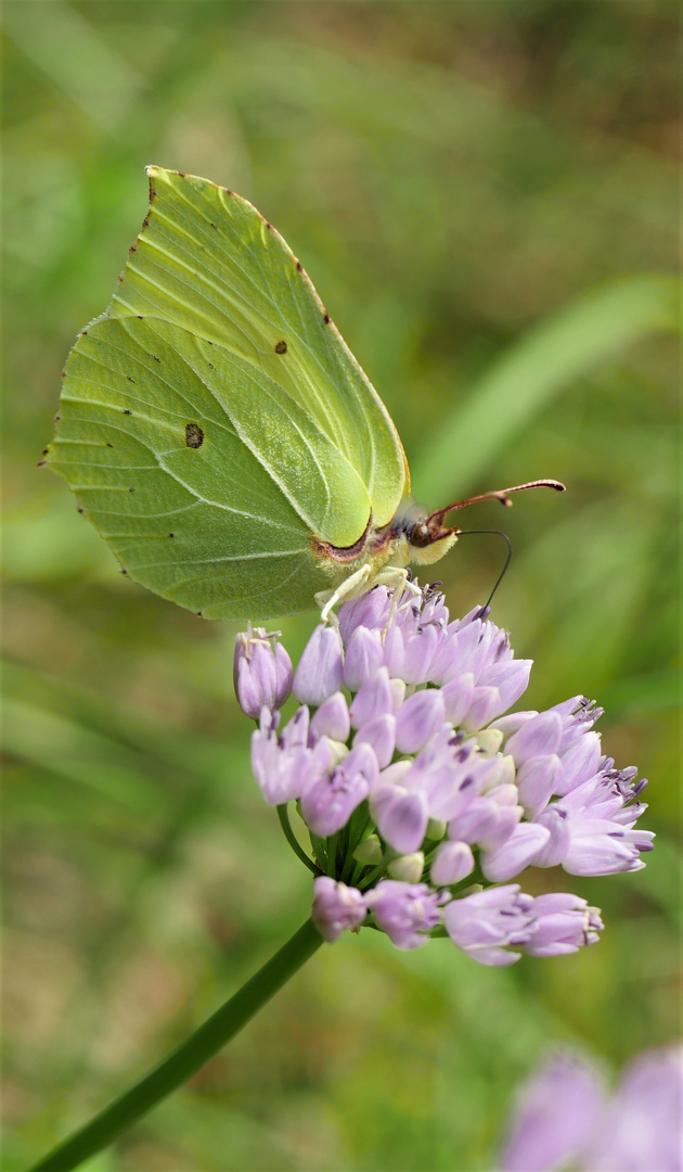 Zitronenfalter (Gonepteryx rhamni)