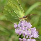 Zitronenfalter (Gonepteryx rhamni)