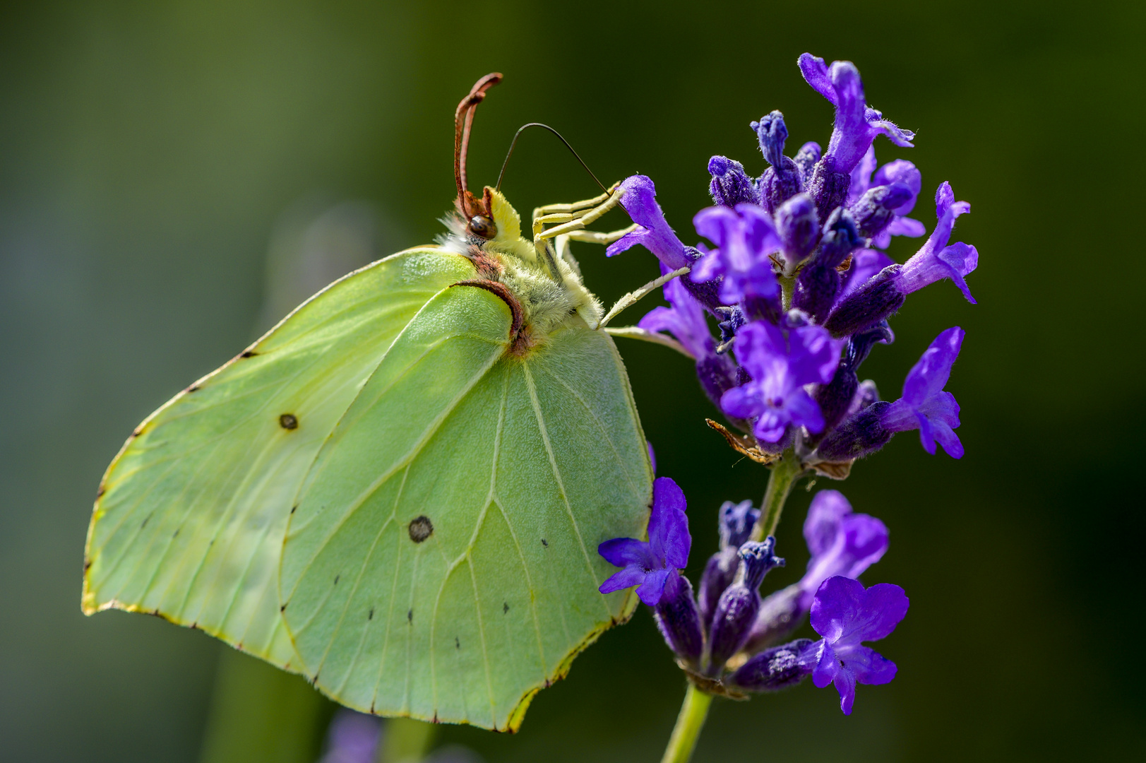 Zitronenfalter (Gonepteryx rhamni)