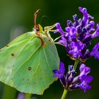 Zitronenfalter (Gonepteryx rhamni)