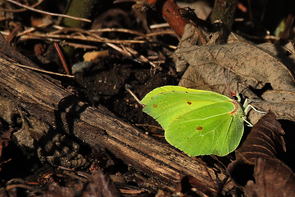 Zitronenfalter (Gonepteryx rhamni)