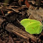 Zitronenfalter (Gonepteryx rhamni)