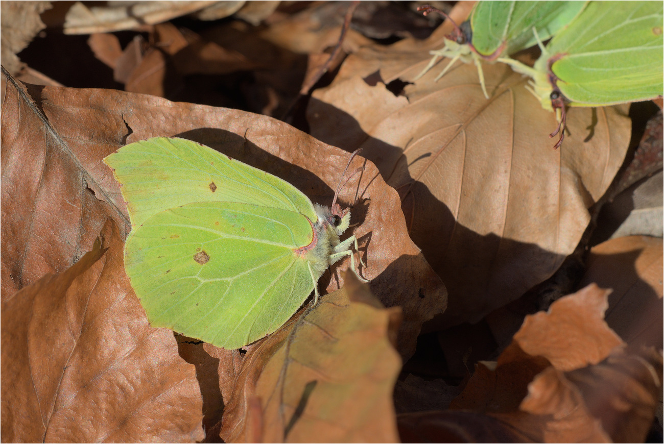 Zitronenfalter (Gonepteryx rhamni)