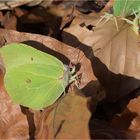 Zitronenfalter (Gonepteryx rhamni)