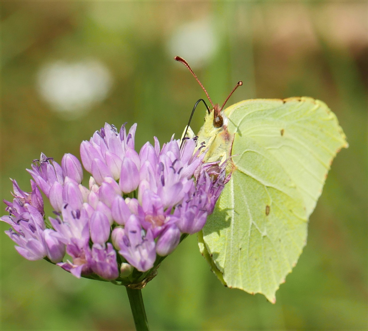 Zitronenfalter (Gonepteryx rhamni)