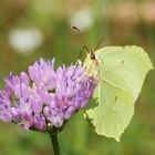 Zitronenfalter (Gonepteryx rhamni)