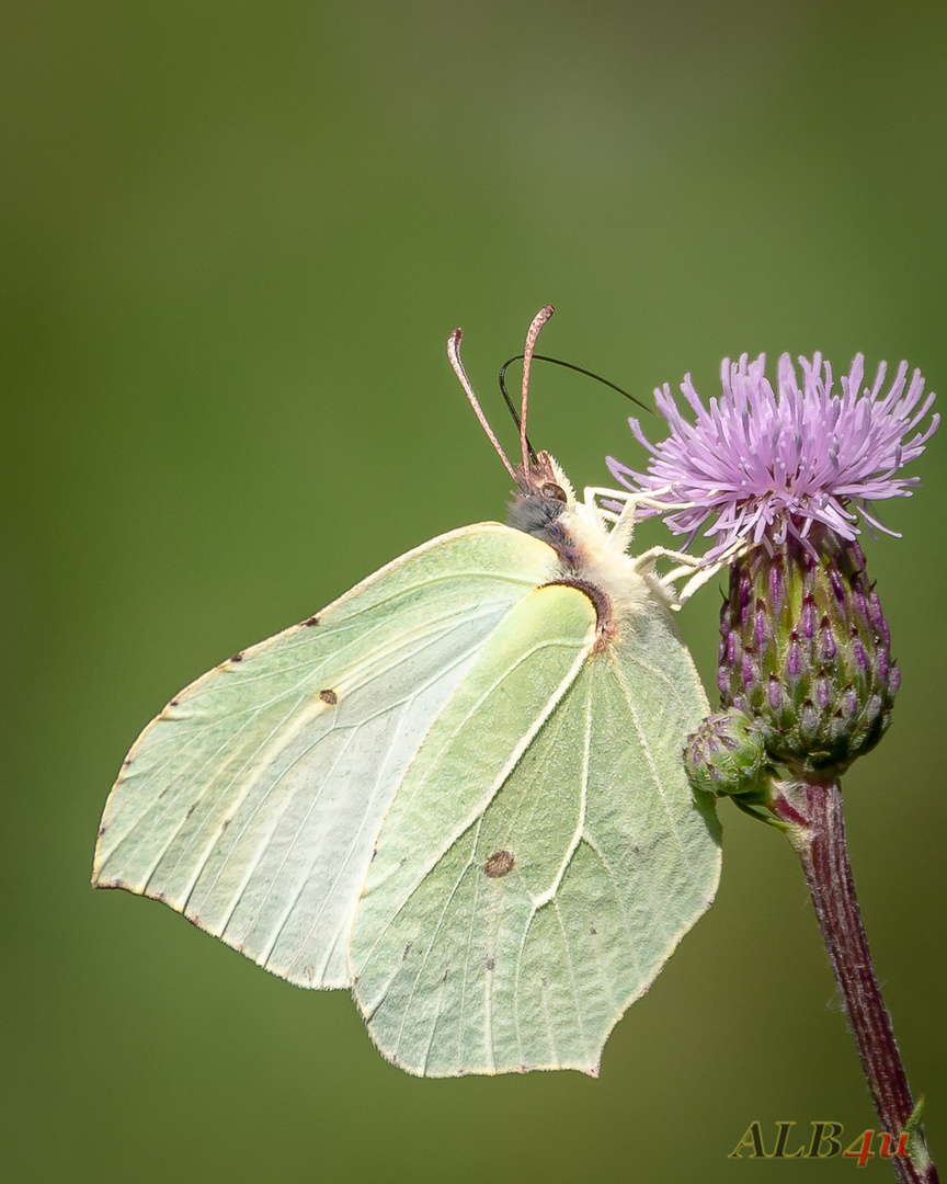 Zitronenfalter (Gonepteryx rhamni)