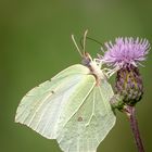 Zitronenfalter (Gonepteryx rhamni)