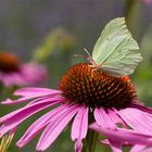 Zitronenfalter (Gonepteryx rhamni)