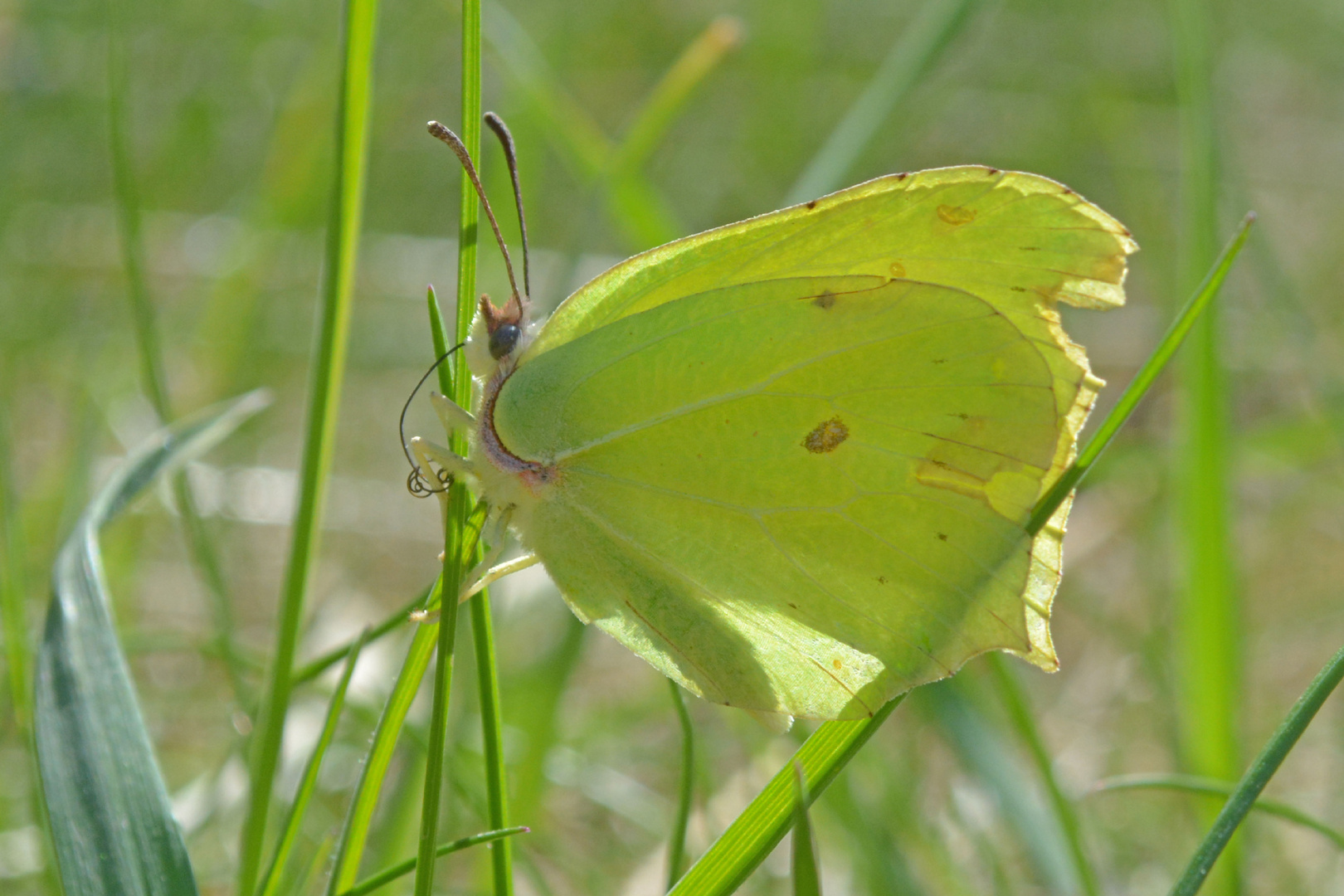 Zitronenfalter (Gonepteryx rhamni)