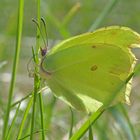 Zitronenfalter (Gonepteryx rhamni)