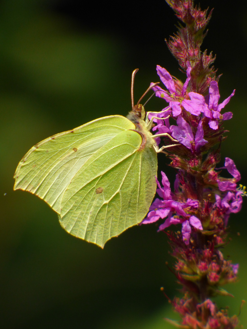 Zitronenfalter (Gonepteryx rhamni)